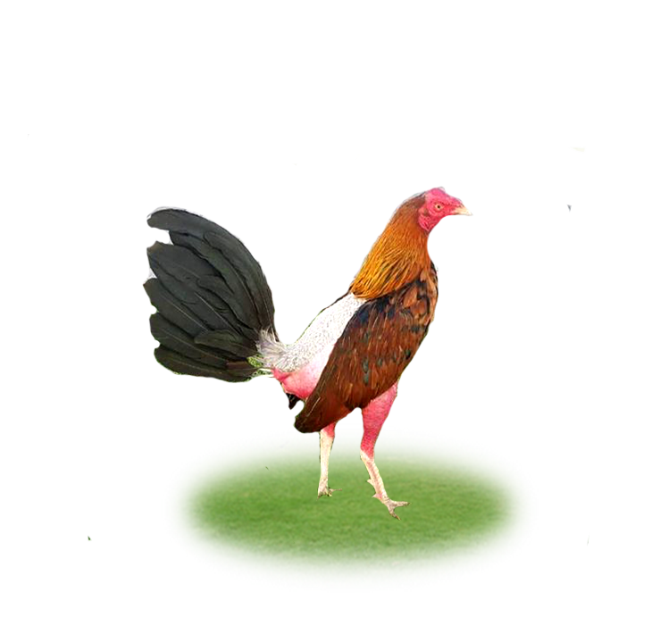 HOGAN